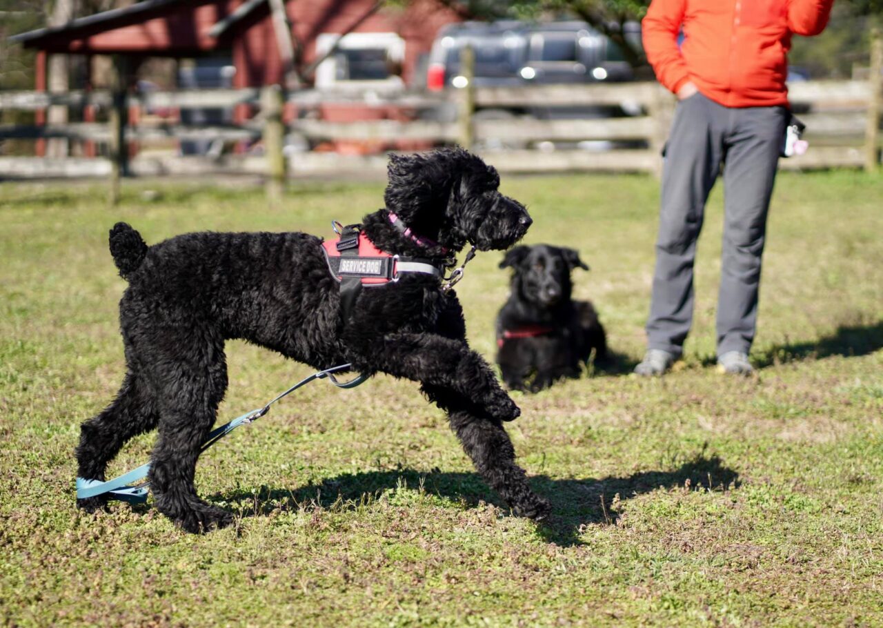 Our Dogs Tails of Hope