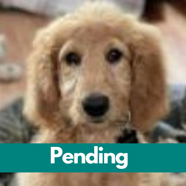 Honey PENDING