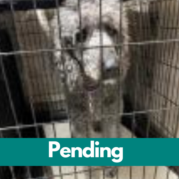 Ivy-pending