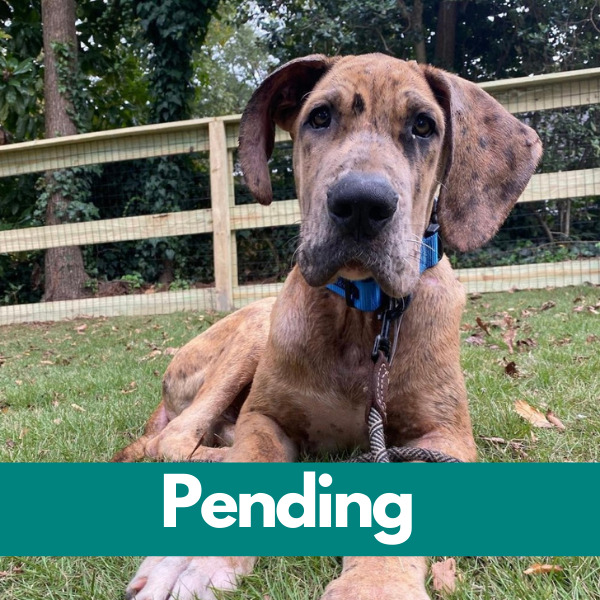 Dublin-PENDING (5)