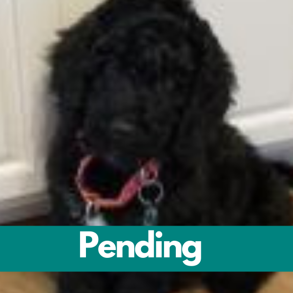 Dublin-PENDING (10)
