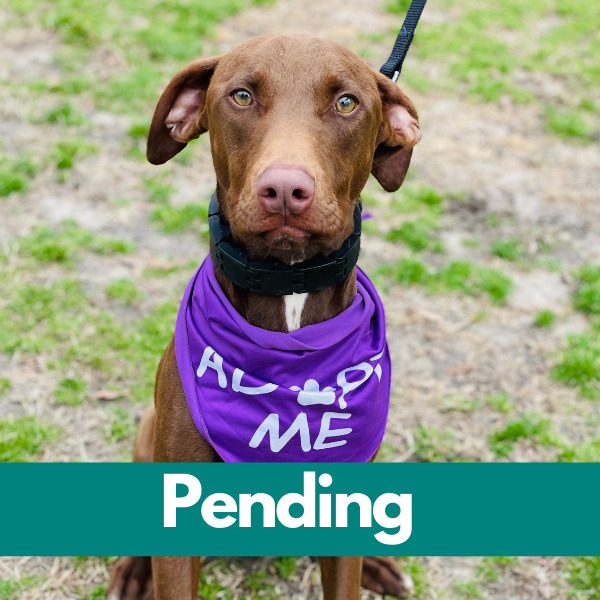 Dublin-PENDING (11)