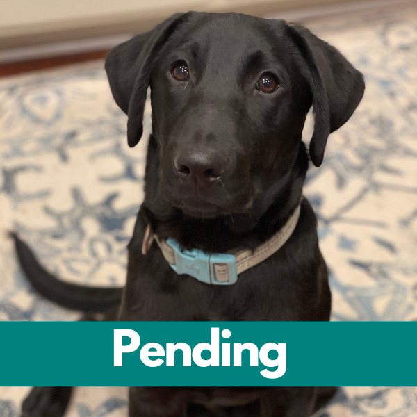 Dublin-PENDING (12)