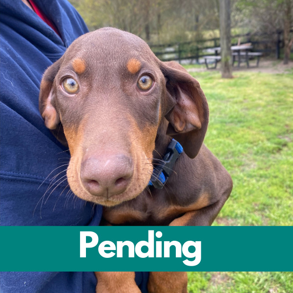 Dublin-PENDING (16)