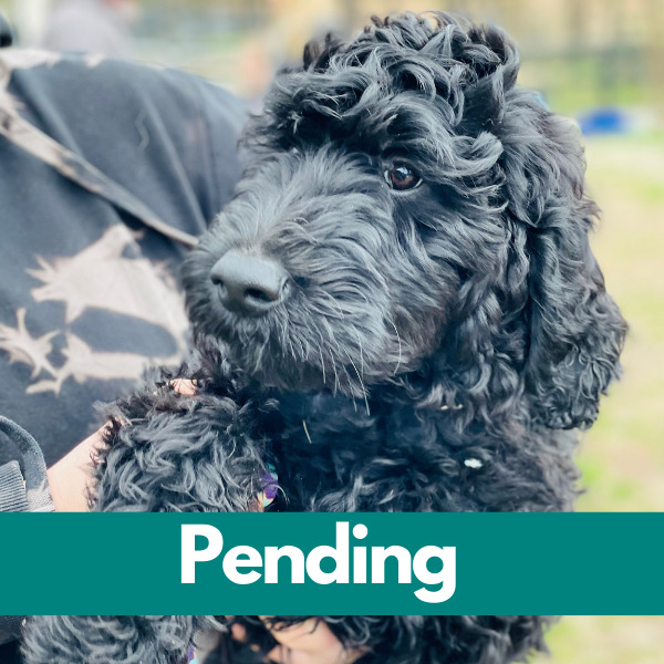 Dublin-PENDING (22)