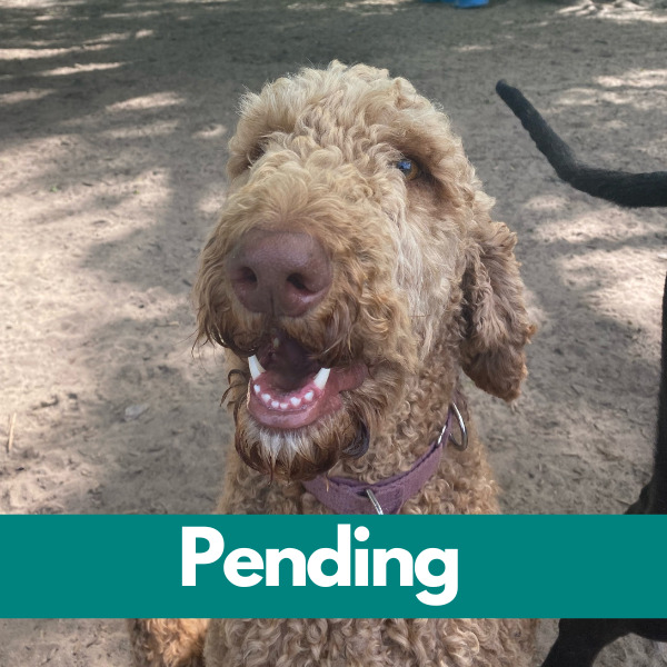 Dublin-PENDING (23)