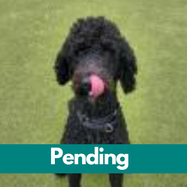Dublin-PENDING (24)