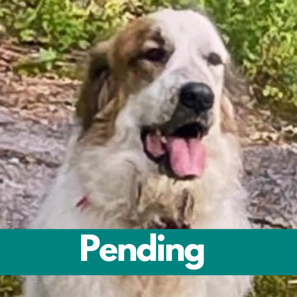Dublin-PENDING (29)