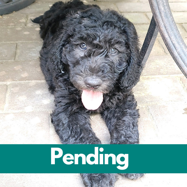 Dublin-PENDING (34)