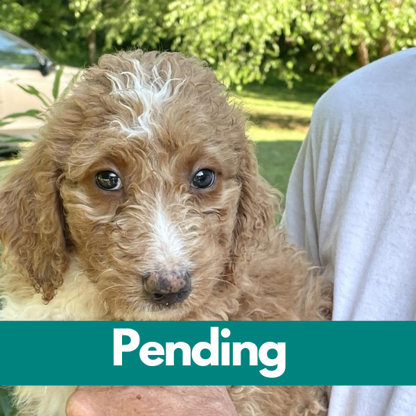 Dublin-PENDING (36)