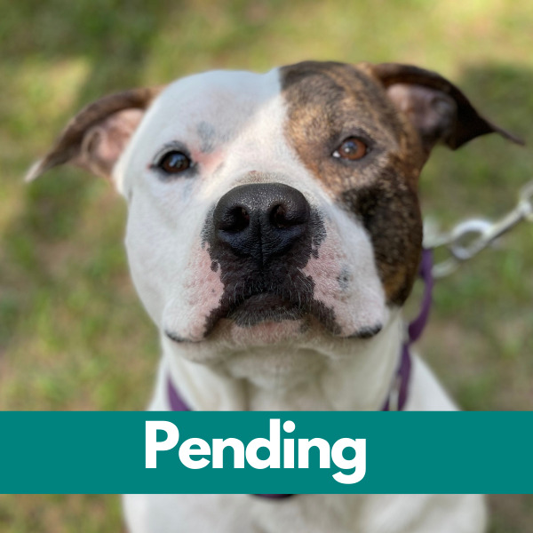 Dublin-PENDING (54)