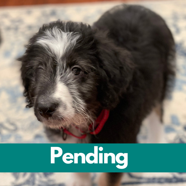 Dublin-PENDING (55)