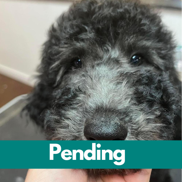 Dublin-PENDING (56)
