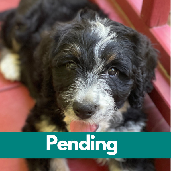 Dublin-PENDING (57)