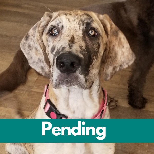 Dublin-PENDING (58)