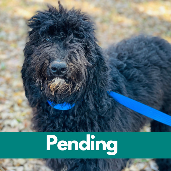 Dublin-PENDING (71)
