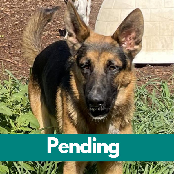 Dublin-PENDING (73)
