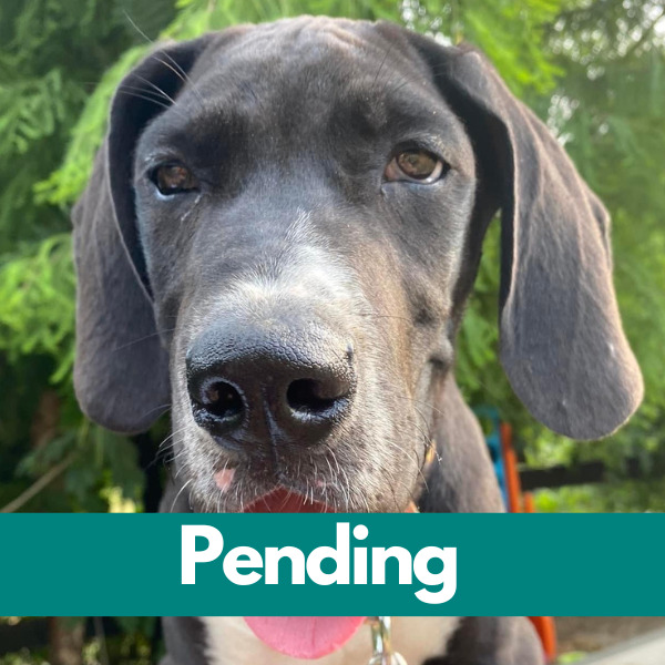 Dublin-PENDING (74)