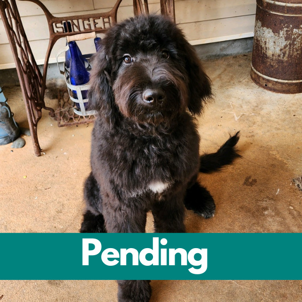 Dublin-PENDING (75)