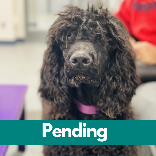 Dublin-PENDING (83)