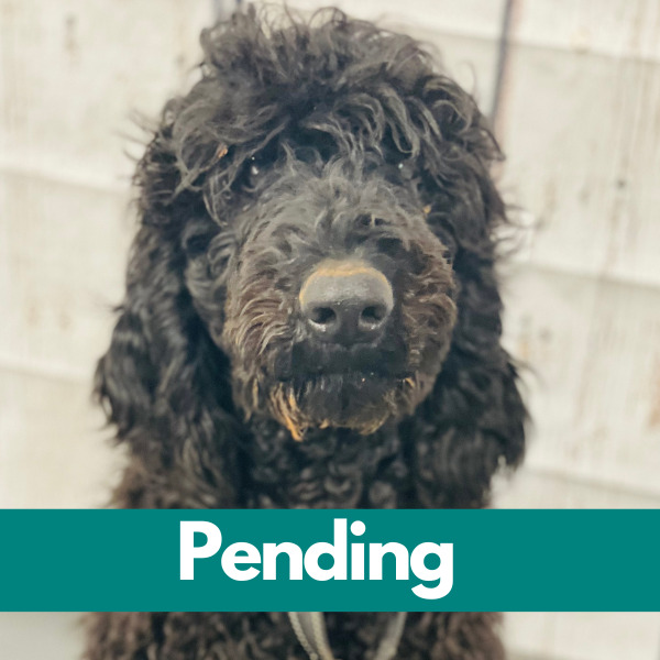 Dublin-PENDING (90)