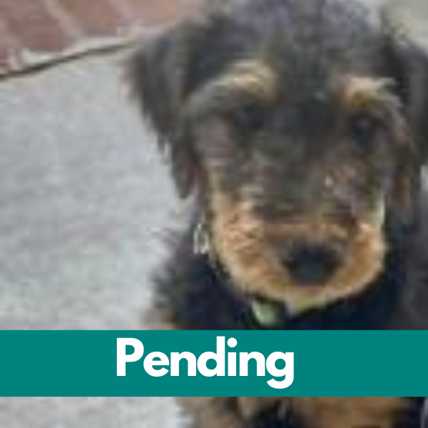 Dublin-PENDING - 2023-01-17T194912.786