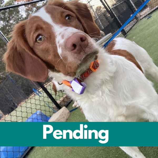 Dublin-PENDING (95)