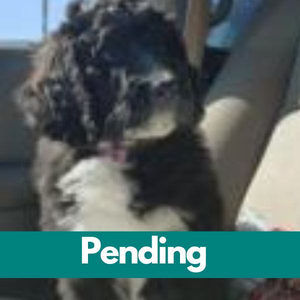 Dublin-PENDING (96)