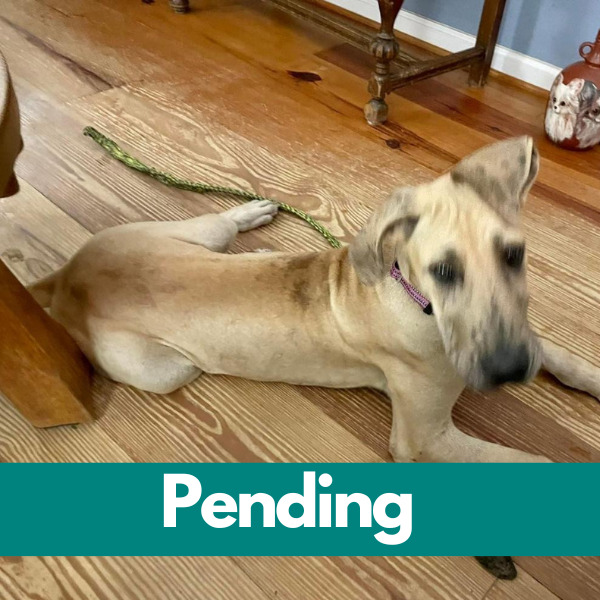 Dublin-PENDING (99)