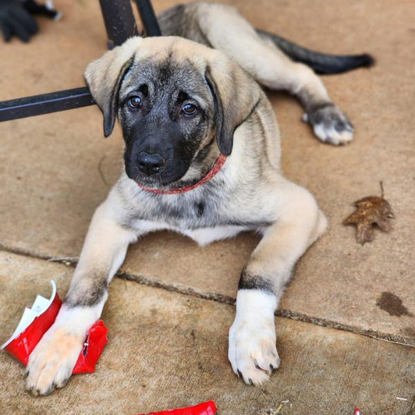 Dublin-PENDING - 2023-03-08T192709.483