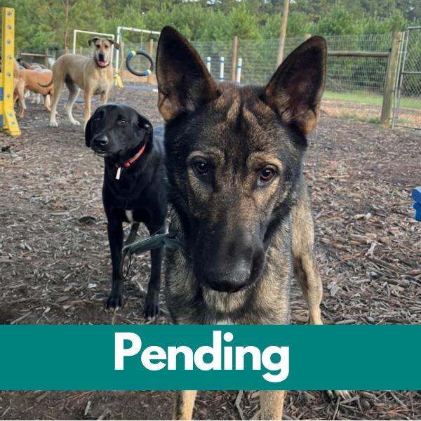 Dublin-PENDING - 2023-03-28T134628.180