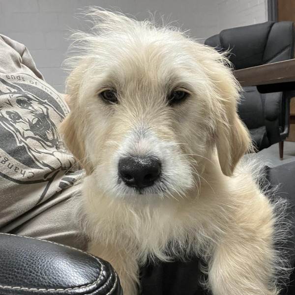 Dublin-PENDING - 2023-03-28T134931.539