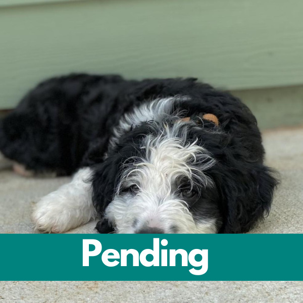 Dublin-PENDING - 2023-04-04T160957.470