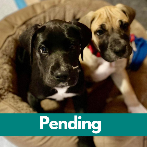 Dublin-PENDING - 2023-04-04T161513.401