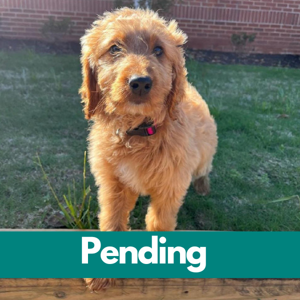 Dublin-PENDING - 2023-04-21T125459.037