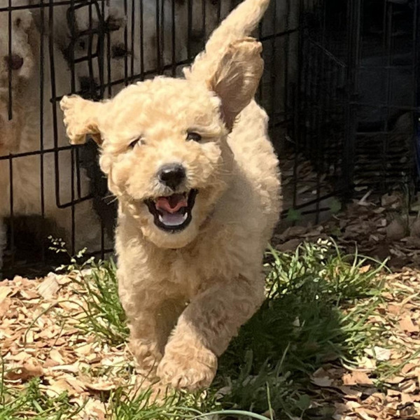 Dublin-PENDING - 2023-04-21T130035.571