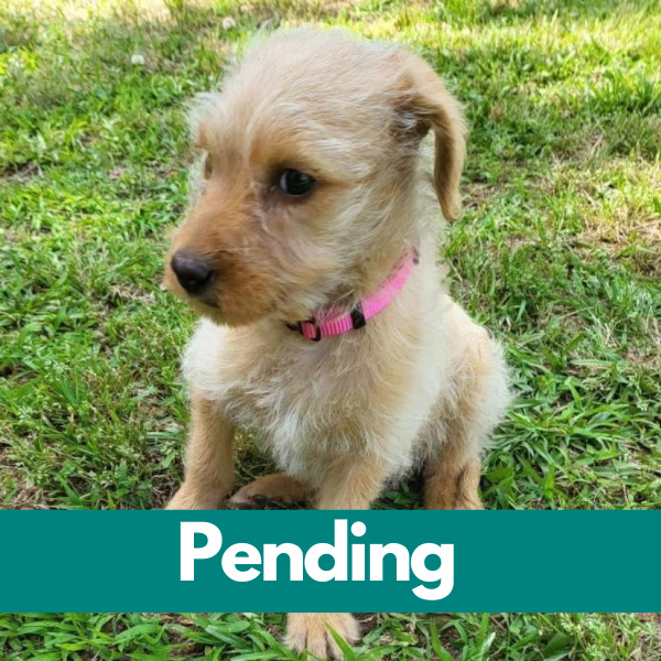 Dublin-PENDING - 2023-04-28T124442.436