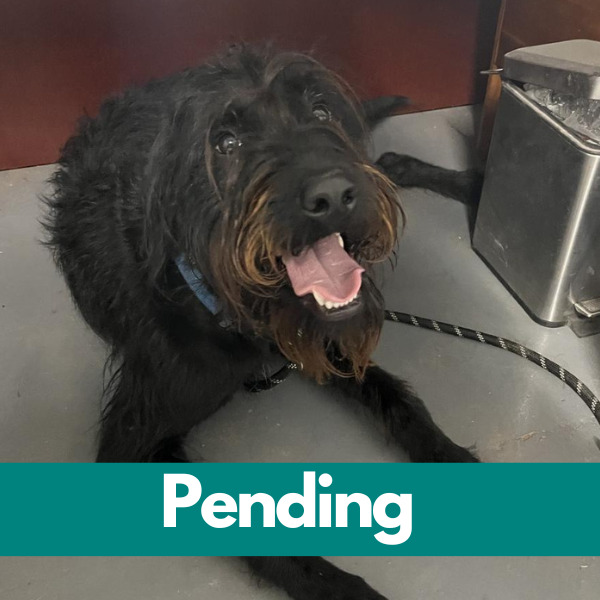 Dublin-PENDING - 2023-04-28T124553.651