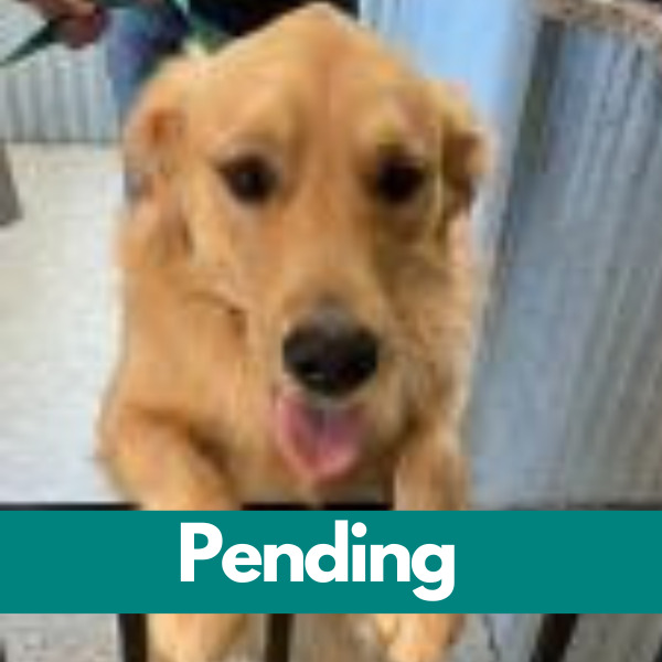 Dublin-PENDING - 2023-05-02T143544.722