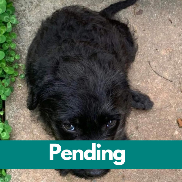 Dublin-PENDING - 2023-05-02T143650.801