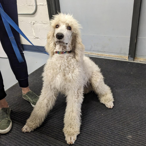 Dublin-PENDING - 2023-05-24T100529.355
