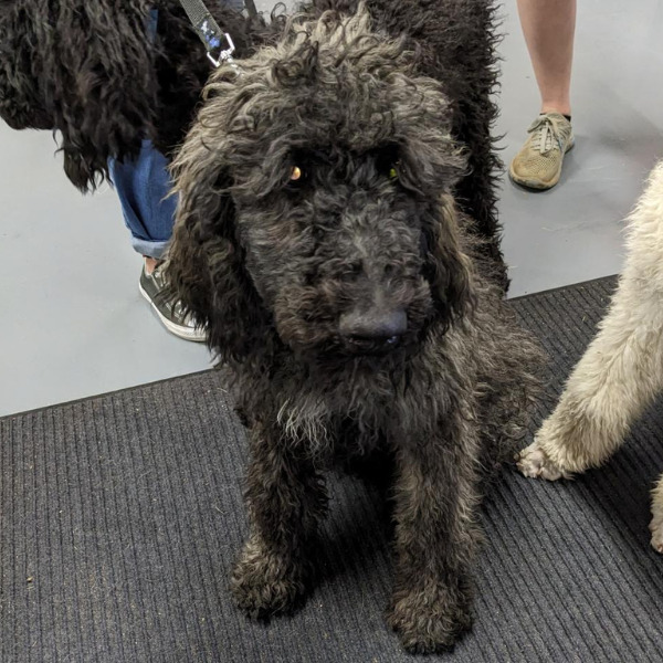 Dublin-PENDING - 2023-05-24T100612.101