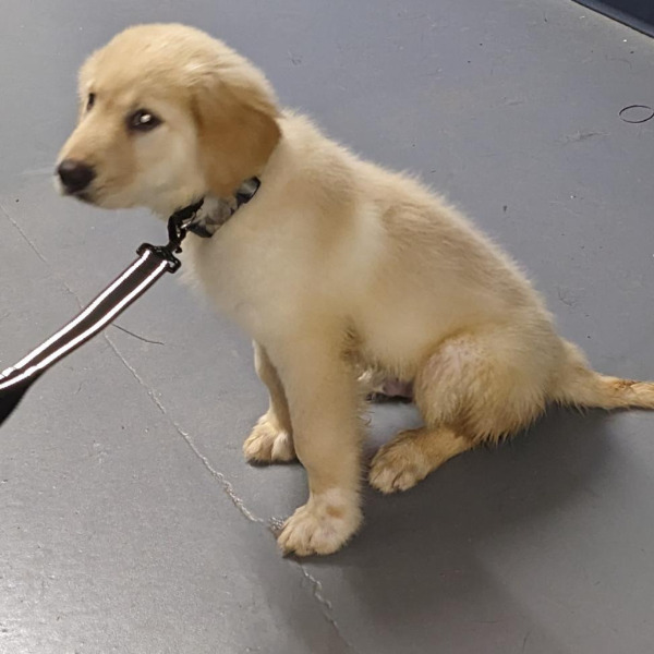 Dublin-PENDING - 2023-05-24T101129.387