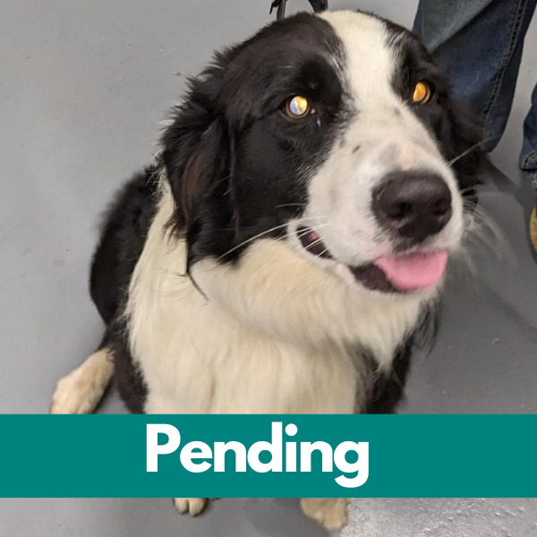 Dublin-PENDING - 2023-05-31T194425.632