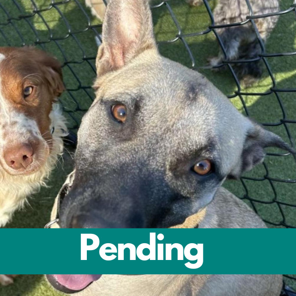 Dublin-PENDING - 2023-06-08T135037.544