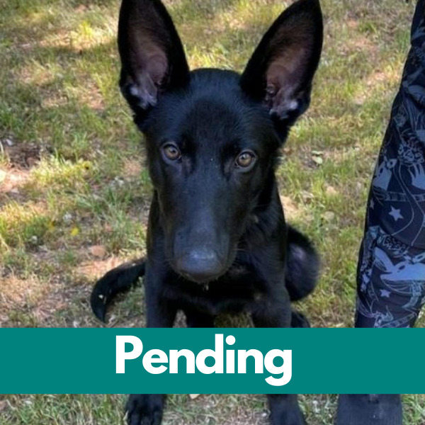 Dublin-PENDING - 2023-06-16T142621.654