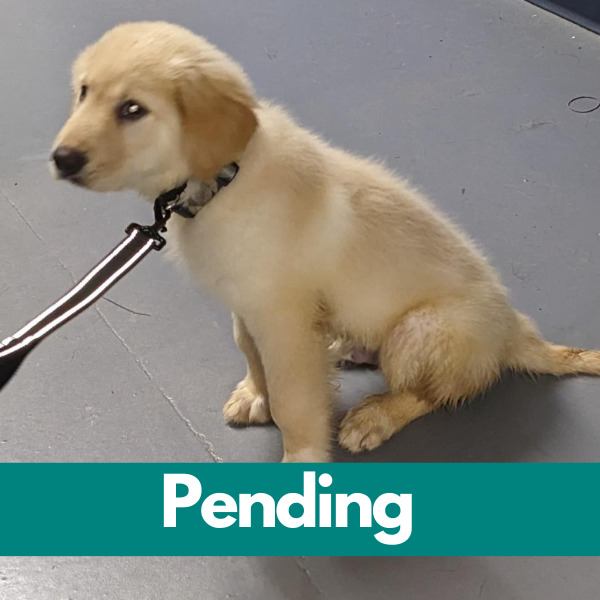 Dublin-PENDING - 2023-06-30T150638.020