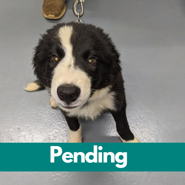 Jake-Pending
