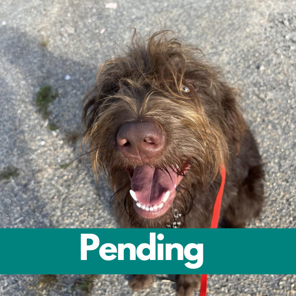Matteo-Pending