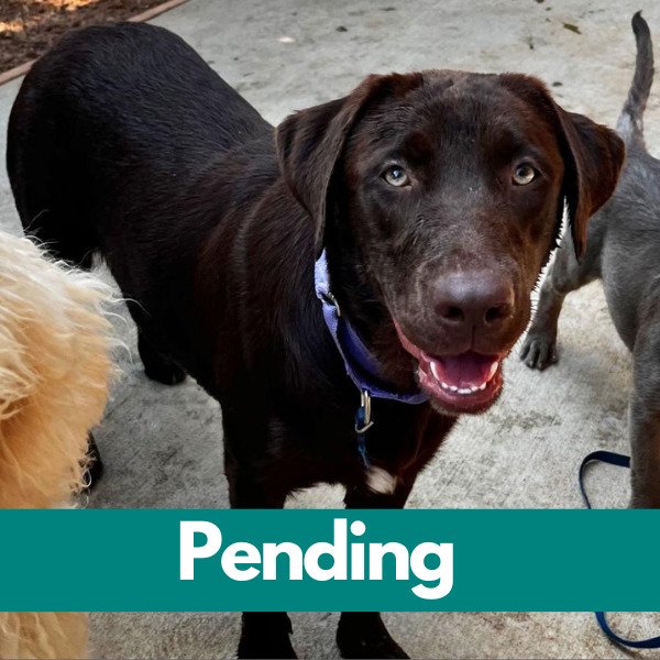 Hazel-Pending